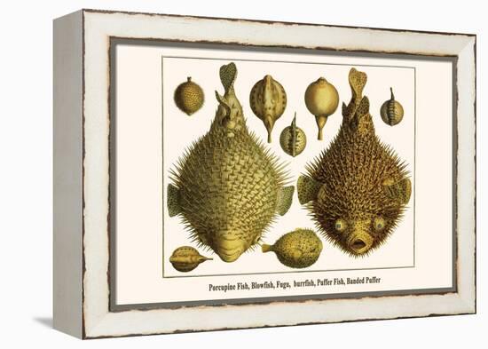 Porcupine Fish, Blowfish, Fugu, Burrfish, Puffer Fish, Banded Puffer-Albertus Seba-Framed Stretched Canvas