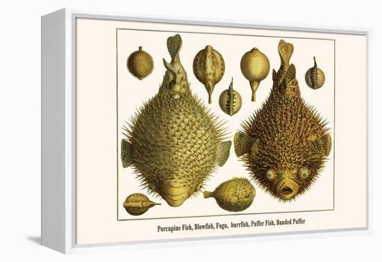 Porcupine Fish, Blowfish, Fugu, Burrfish, Puffer Fish, Banded Puffer-Albertus Seba-Framed Stretched Canvas