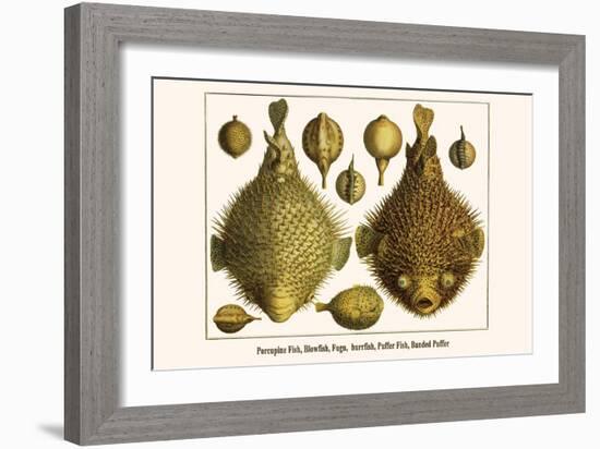 Porcupine Fish, Blowfish, Fugu, Burrfish, Puffer Fish, Banded Puffer-Albertus Seba-Framed Art Print