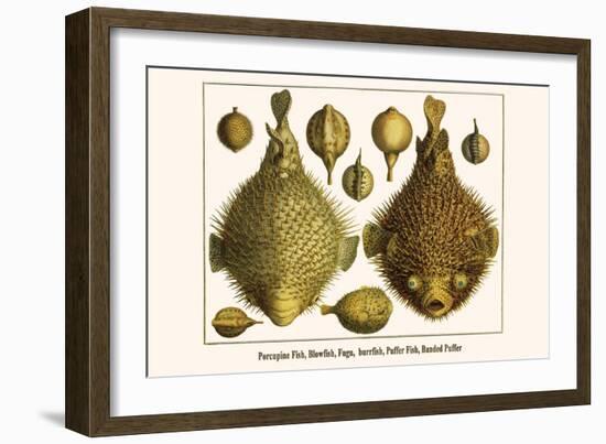 Porcupine Fish, Blowfish, Fugu, Burrfish, Puffer Fish, Banded Puffer-Albertus Seba-Framed Art Print