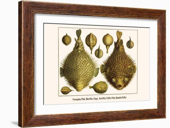 Porcupine Fish, Blowfish, Fugu, Burrfish, Puffer Fish, Banded Puffer-Albertus Seba-Framed Art Print