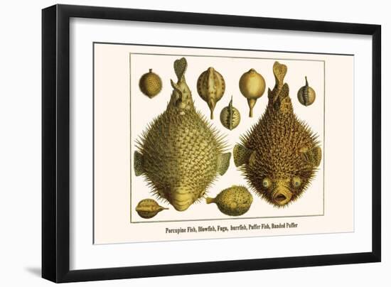 Porcupine Fish, Blowfish, Fugu, Burrfish, Puffer Fish, Banded Puffer-Albertus Seba-Framed Art Print