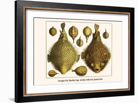 Porcupine Fish, Blowfish, Fugu, Burrfish, Puffer Fish, Banded Puffer-Albertus Seba-Framed Art Print