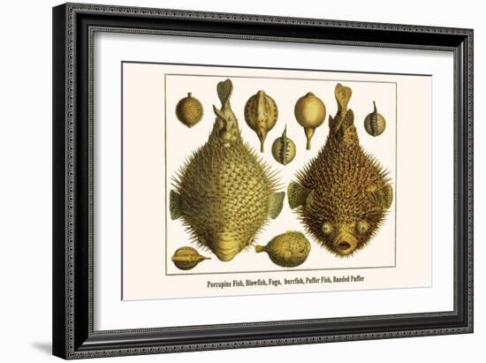 Porcupine Fish, Blowfish, Fugu, Burrfish, Puffer Fish, Banded Puffer-Albertus Seba-Framed Art Print