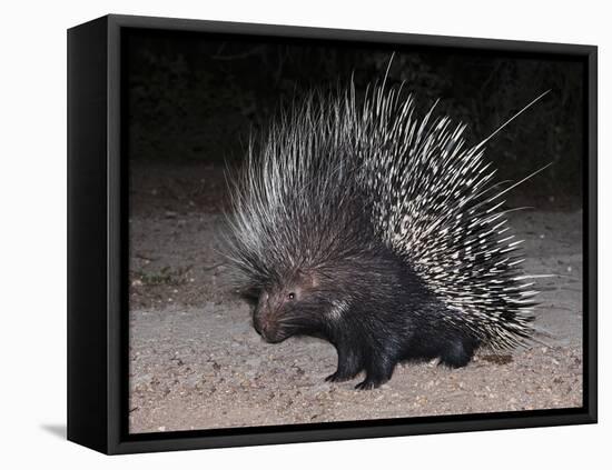 Porcupine (Hystrix Africaeaustralis), Limpopo, South Africa, Africa-Ann & Steve Toon-Framed Premier Image Canvas