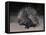 Porcupine (Hystrix Africaeaustralis), Limpopo, South Africa, Africa-Ann & Steve Toon-Framed Premier Image Canvas