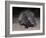 Porcupine (Hystrix Africaeaustralis), Limpopo, South Africa, Africa-Ann & Steve Toon-Framed Photographic Print
