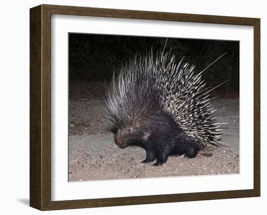 Porcupine (Hystrix Africaeaustralis), Limpopo, South Africa, Africa-Ann & Steve Toon-Framed Photographic Print