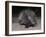 Porcupine (Hystrix Africaeaustralis), Limpopo, South Africa, Africa-Ann & Steve Toon-Framed Photographic Print