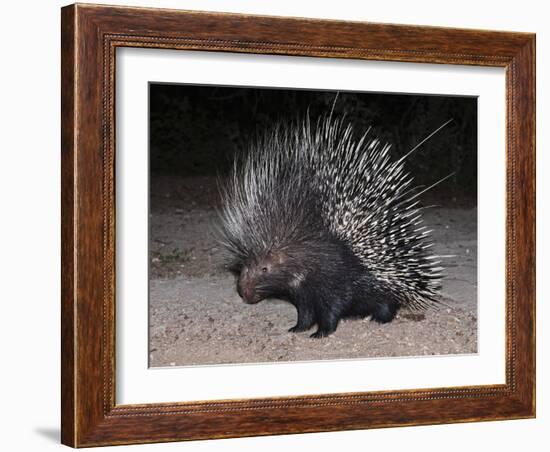 Porcupine (Hystrix Africaeaustralis), Limpopo, South Africa, Africa-Ann & Steve Toon-Framed Photographic Print