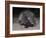 Porcupine (Hystrix Africaeaustralis), Limpopo, South Africa, Africa-Ann & Steve Toon-Framed Photographic Print