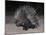 Porcupine (Hystrix Africaeaustralis), Limpopo, South Africa, Africa-Ann & Steve Toon-Mounted Photographic Print
