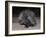 Porcupine (Hystrix Africaeaustralis), Limpopo, South Africa, Africa-Ann & Steve Toon-Framed Photographic Print