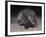 Porcupine (Hystrix Africaeaustralis), Limpopo, South Africa, Africa-Ann & Steve Toon-Framed Photographic Print