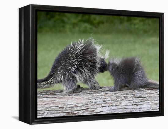 Porcupine Mother and Baby, in Captivity, Sandstone, Minnesota, USA-James Hager-Framed Premier Image Canvas