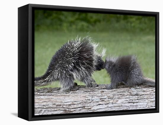 Porcupine Mother and Baby, in Captivity, Sandstone, Minnesota, USA-James Hager-Framed Premier Image Canvas