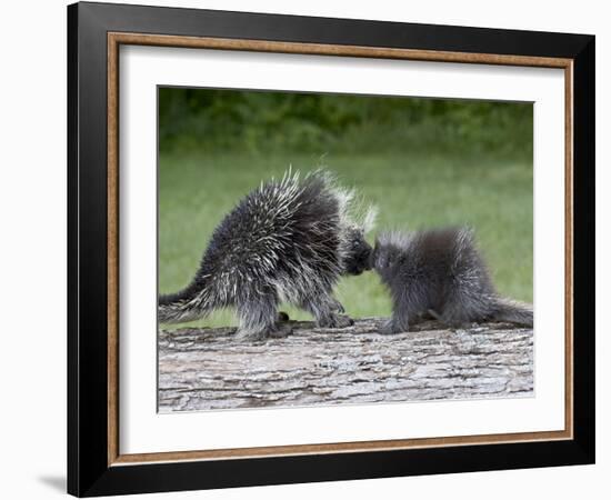 Porcupine Mother and Baby, in Captivity, Sandstone, Minnesota, USA-James Hager-Framed Photographic Print