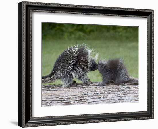 Porcupine Mother and Baby, in Captivity, Sandstone, Minnesota, USA-James Hager-Framed Photographic Print