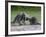 Porcupine Mother and Baby, in Captivity, Sandstone, Minnesota, USA-James Hager-Framed Photographic Print