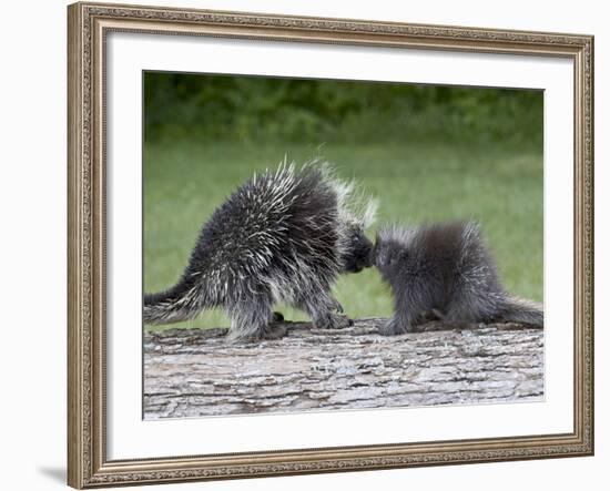 Porcupine Mother and Baby, in Captivity, Sandstone, Minnesota, USA-James Hager-Framed Photographic Print