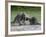 Porcupine Mother and Baby, in Captivity, Sandstone, Minnesota, USA-James Hager-Framed Photographic Print