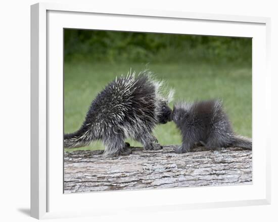 Porcupine Mother and Baby, in Captivity, Sandstone, Minnesota, USA-James Hager-Framed Photographic Print