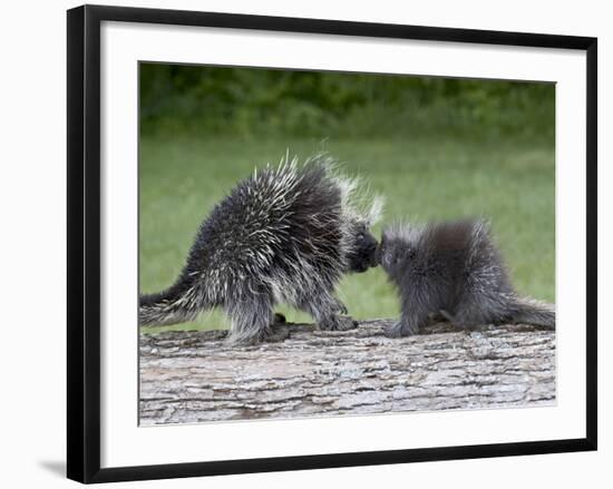 Porcupine Mother and Baby, in Captivity, Sandstone, Minnesota, USA-James Hager-Framed Photographic Print