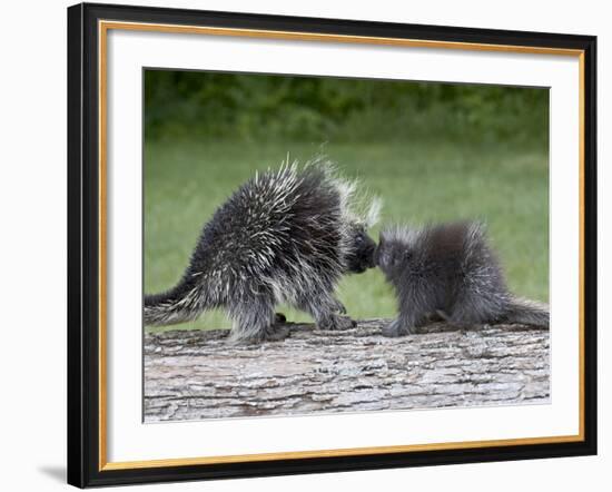 Porcupine Mother and Baby, in Captivity, Sandstone, Minnesota, USA-James Hager-Framed Photographic Print