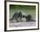 Porcupine Mother and Baby, in Captivity, Sandstone, Minnesota, USA-James Hager-Framed Photographic Print