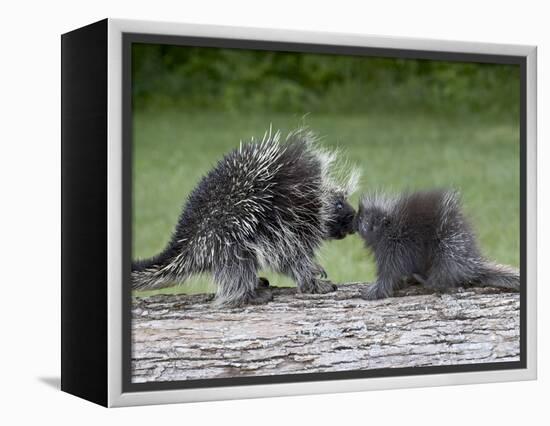 Porcupine Mother and Baby, in Captivity, Sandstone, Minnesota, USA-James Hager-Framed Premier Image Canvas