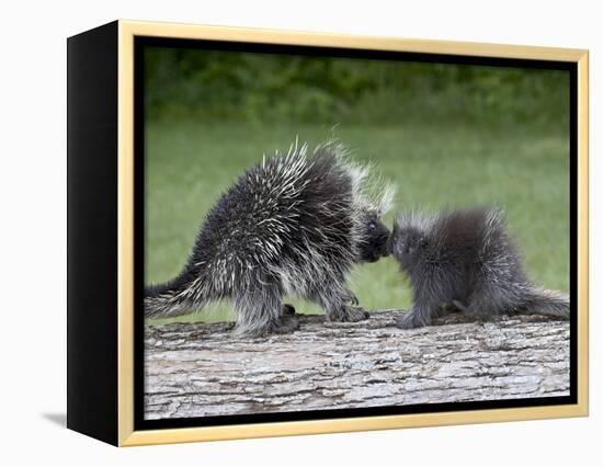 Porcupine Mother and Baby, in Captivity, Sandstone, Minnesota, USA-James Hager-Framed Premier Image Canvas