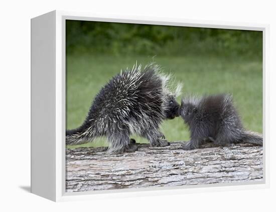 Porcupine Mother and Baby, in Captivity, Sandstone, Minnesota, USA-James Hager-Framed Premier Image Canvas