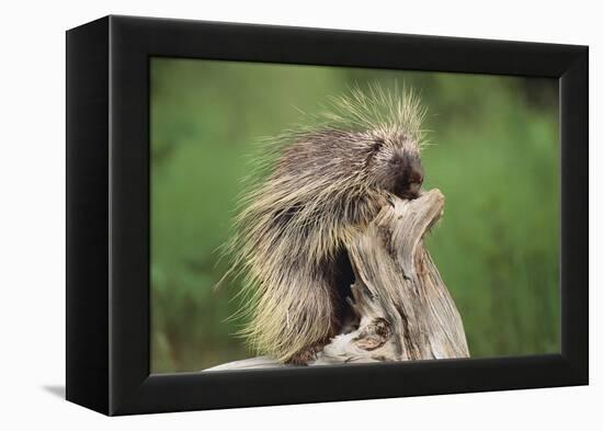 Porcupine-DLILLC-Framed Premier Image Canvas