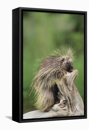 Porcupine-DLILLC-Framed Premier Image Canvas