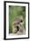 Porcupine-DLILLC-Framed Photographic Print