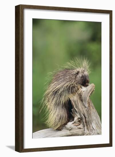 Porcupine-DLILLC-Framed Photographic Print