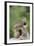 Porcupine-DLILLC-Framed Photographic Print