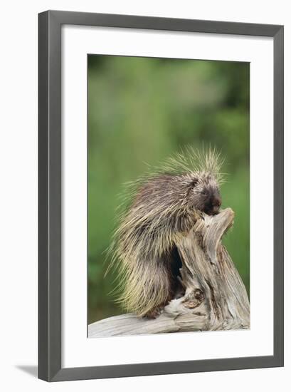 Porcupine-DLILLC-Framed Photographic Print