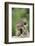 Porcupine-DLILLC-Framed Photographic Print