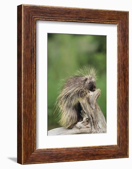 Porcupine-DLILLC-Framed Photographic Print