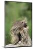 Porcupine-DLILLC-Mounted Photographic Print