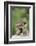 Porcupine-DLILLC-Framed Photographic Print