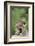 Porcupine-DLILLC-Framed Photographic Print