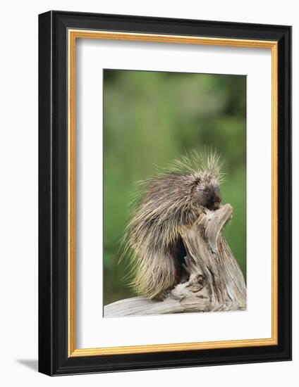 Porcupine-DLILLC-Framed Photographic Print