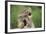 Porcupine-DLILLC-Framed Photographic Print