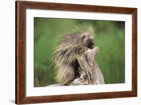 Porcupine-DLILLC-Framed Photographic Print