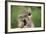 Porcupine-DLILLC-Framed Photographic Print