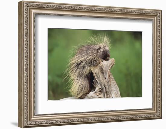 Porcupine-DLILLC-Framed Photographic Print