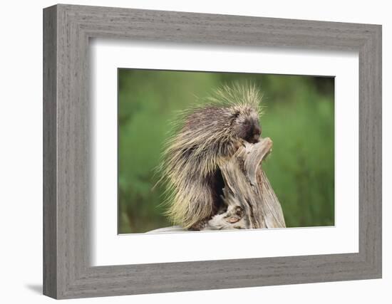 Porcupine-DLILLC-Framed Photographic Print