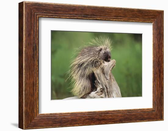 Porcupine-DLILLC-Framed Photographic Print